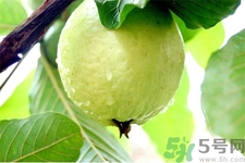 芭樂怎么吃？芭樂的營養(yǎng)價(jià)值與功效