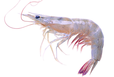 海蝦煮多長(zhǎng)時(shí)間熟？海蝦怎么煮？