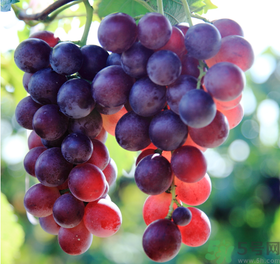 晚上吃葡萄會(huì)胖嗎？晚上吃葡萄會(huì)發(fā)胖嗎？