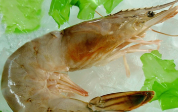 青蝦怎么做好吃？青蝦的做法大全