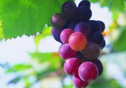 巨峰葡萄多少錢一斤？巨峰葡萄價(jià)格