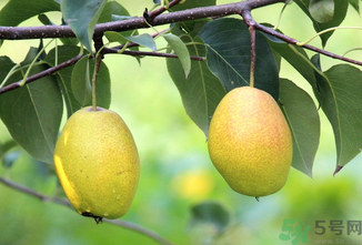 孕婦可以吃香水梨嗎？香水梨孕婦能吃嗎？