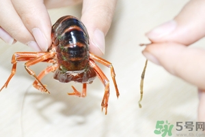 活蝦怎么處理干凈蝦線？活蝦怎么去蝦線？