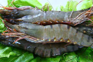 孕婦能吃草蝦嗎？草蝦孕婦可以吃嗎？