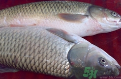 新鮮草魚怎么保存?草魚殺了怎么保存? 新鮮草魚怎么保存?草魚殺了怎么保存?