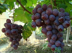 巨峰葡萄怎么保存？巨峰葡萄可以放多久？