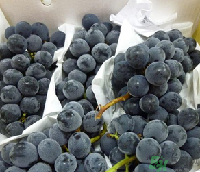 巨峰葡萄怎么保存？巨峰葡萄可以放多久？