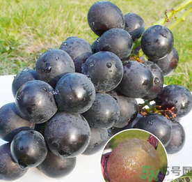 巨峰葡萄怎么保存？巨峰葡萄可以放多久？