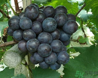 吃巨峰葡萄有什么好處？巨峰葡萄好吃嗎？