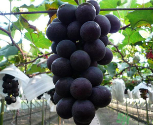吃巨峰葡萄有什么好處？巨峰葡萄好吃嗎？