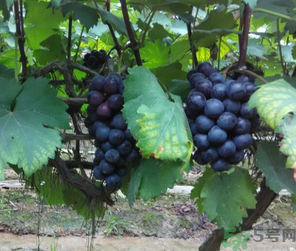 吃巨峰葡萄有什么好處？巨峰葡萄好吃嗎？