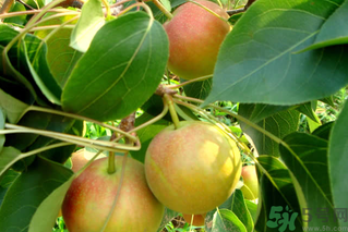 孕婦能吃南國梨嗎？南國梨孕婦可以吃嗎？