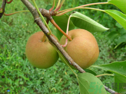 孕婦能吃南國梨嗎？南國梨孕婦可以吃嗎？