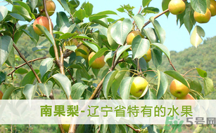 孕婦能吃南國梨嗎？南國梨孕婦可以吃嗎？