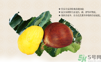 板栗和什么一起泡酒好？板栗泡酒的功效與作用有哪些？