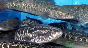 活黑魚怎么殺?黑魚怎么殺切片不會(huì)滑? 活黑魚怎么殺?黑魚怎么殺切片不會(huì)滑?