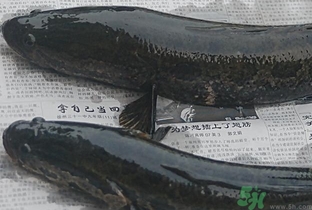 活黑魚怎么殺?黑魚怎么殺切片不會(huì)滑? 活黑魚怎么殺?黑魚怎么殺切片不會(huì)滑?