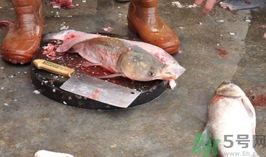 活黑魚怎么殺?黑魚怎么殺切片不會(huì)滑? 活黑魚怎么殺?黑魚怎么殺切片不會(huì)滑?