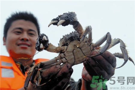 梁子湖大閘蟹多少錢(qián)一斤?梁子湖大閘蟹價(jià)格