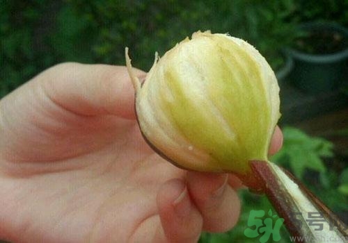 吃無花果要剝皮嗎？吃無花果皮有什么好處？