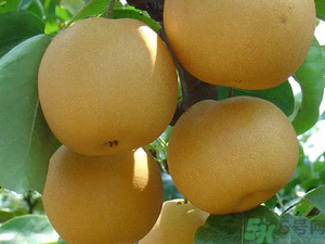 豐水梨可以煮水喝嗎？豐水梨怎么熬梨水喝？