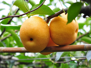 豐水梨可以煮水喝嗎？豐水梨怎么熬梨水喝？