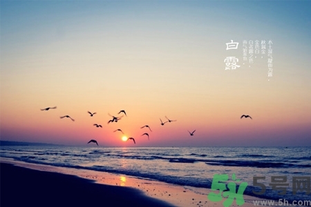 白露節(jié)吃什么？白露節(jié)的傳統(tǒng)美食有哪些？