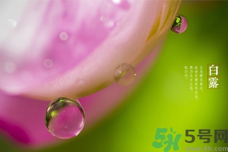 白露節(jié)吃什么？白露節(jié)的傳統(tǒng)美食有哪些？