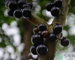 嘉寶果多少錢一斤？嘉寶果的功效和作用