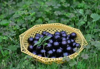 嘉寶果多少錢一斤？嘉寶果的功效和作用