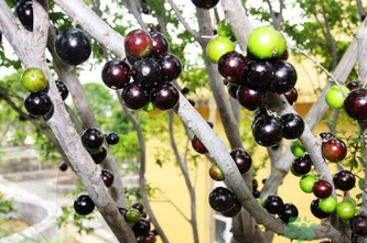 嘉寶果多少錢一斤？嘉寶果的功效和作用