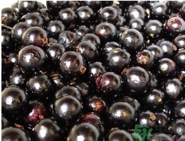 嘉寶果多少錢一斤？嘉寶果的功效和作用