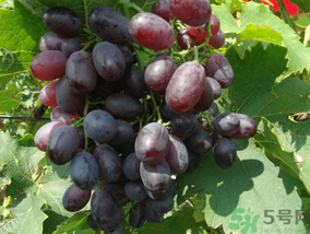 玫瑰香葡萄幾月份成熟？玫瑰香葡萄什么時候熟？