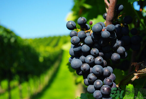 玫瑰香葡萄幾月份成熟？玫瑰香葡萄什么時候熟？