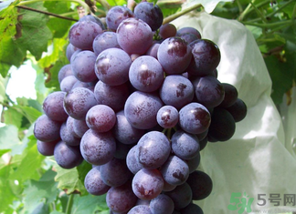 玫瑰香葡萄幾月份成熟？玫瑰香葡萄什么時候熟？