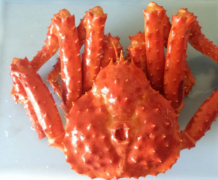 智利帝王蟹怎么吃？智利帝王蟹好吃嗎？