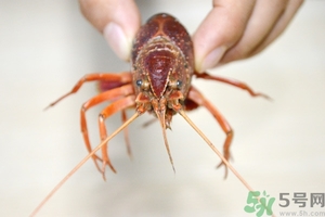 活蝦怎么處理干凈蝦線？活蝦怎么去蝦線？