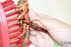 活蝦怎么處理干凈蝦線？活蝦怎么去蝦線？