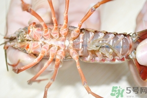 活蝦怎么處理干凈蝦線？活蝦怎么去蝦線？