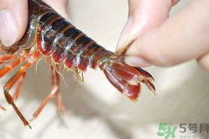 活蝦怎么處理干凈蝦線？活蝦怎么去蝦線？