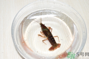 活蝦怎么處理干凈蝦線？活蝦怎么去蝦線？