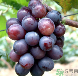 巨峰葡萄怎么有酒味？葡萄有酒味還能吃嗎？