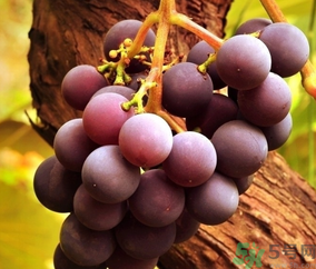 巨峰葡萄怎么有酒味？葡萄有酒味還能吃嗎？