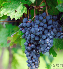 巨峰葡萄怎么有酒味？葡萄有酒味還能吃嗎？