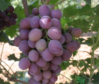 巨峰葡萄怎么打崔紅藥？葡萄怎么崔紅？