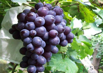 巨峰葡萄怎么打崔紅藥？葡萄怎么崔紅？