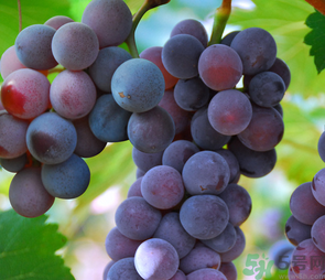 巨峰葡萄怎么打崔紅藥？葡萄怎么崔紅？