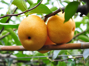 豐水梨的營(yíng)養(yǎng)價(jià)值 豐水梨的功效與作用