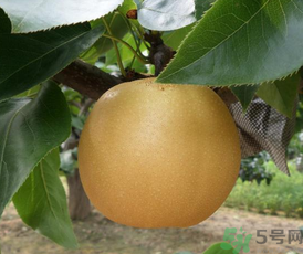 豐水梨的營(yíng)養(yǎng)價(jià)值 豐水梨的功效與作用