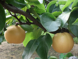 豐水梨的營(yíng)養(yǎng)價(jià)值 豐水梨的功效與作用